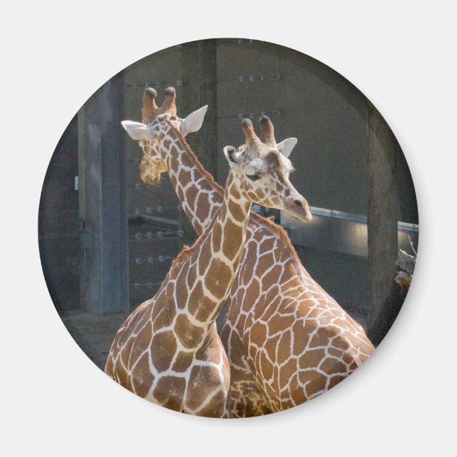 giraffe2 magnet (Front)
