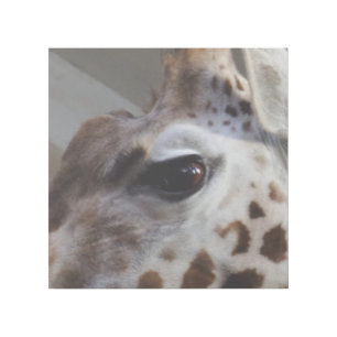Giraffe 12" x 12" Gallery Wrap