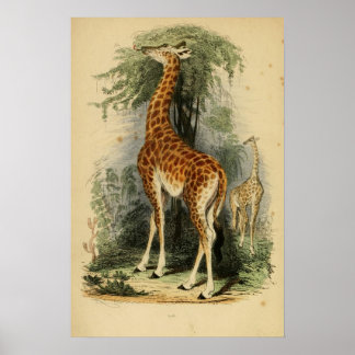 Giraffe (1849) poster