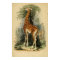 Giraffe (1849)