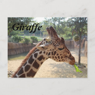 Giraffe # 18 postcard