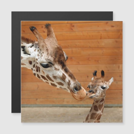 Giraffe_20151101_by_JAMFoto (Front/Back)