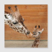 Giraffe_20151101_by_JAMFoto (Front)