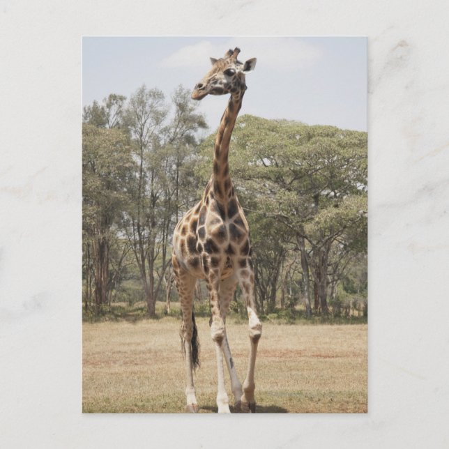 Giraffe 5 postcard (Front)
