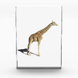 Giraffe Acrylic Award<br><div class="desc">Photograph of a lovely giraffe at the Philadelphia Zoo. Customize as you wish by adding text or changing the background color to suit yourself.</div>