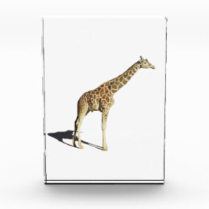 Giraffe Acrylic Award