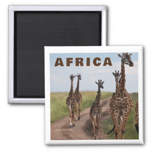 Giraffe Africa Magnet