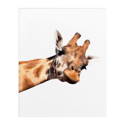 Giraffe african animal portrait acrylic print