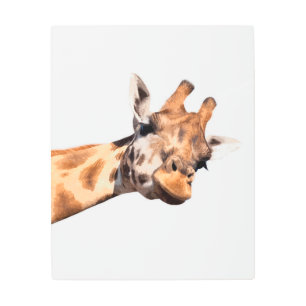 Giraffe african animal portrait metal print