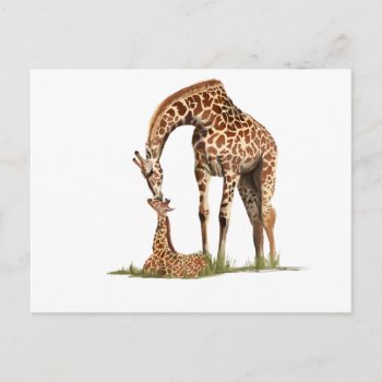 Giraffe And Baby Calf Kissing Postcard by LgTshirts at Zazzle