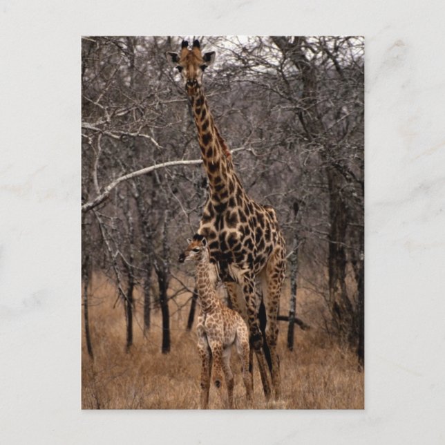 Giraffe and Baby Giraffe Postcard (Front)