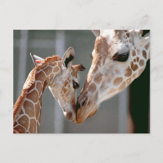 Giraffe and Baby postcard (Front)