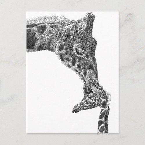 Giraffe and Calf Postcard