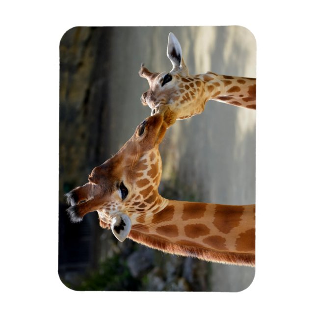 Giraffe and its baby magnet (Vertical)