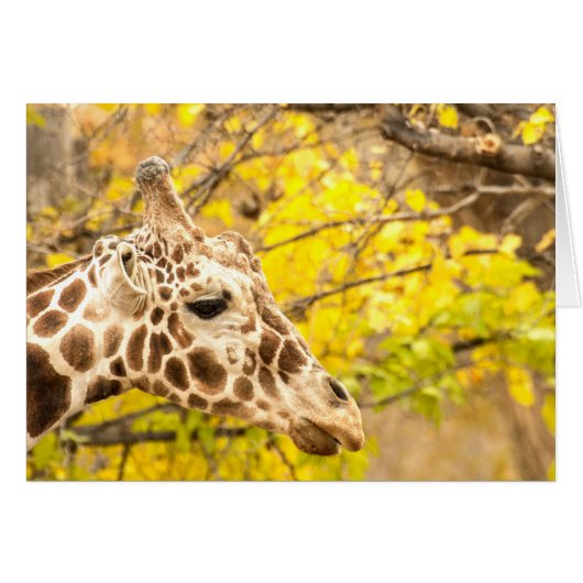 Giraffe and leaves cards (Front Horizontal)