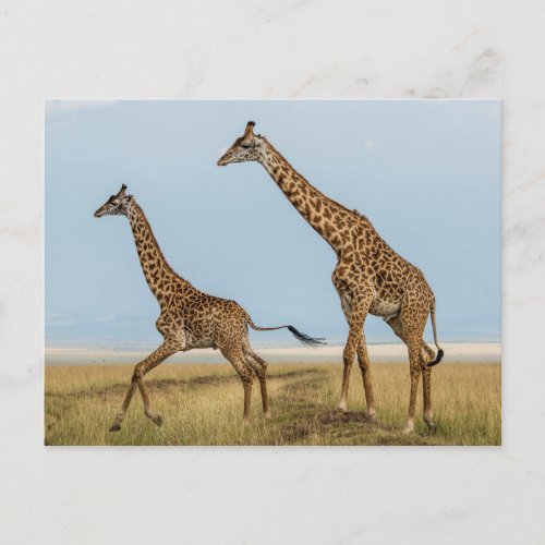 Giraffe and Young Running Postcard