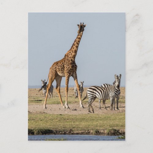 Giraffe and Zebras by a Waterhole Postcard
