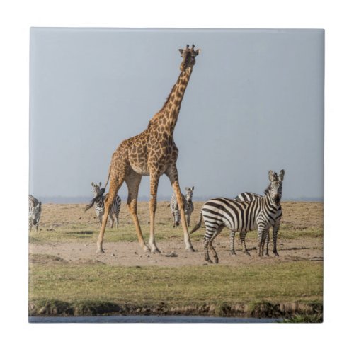 Giraffe and Zebras by a Waterhole Tile