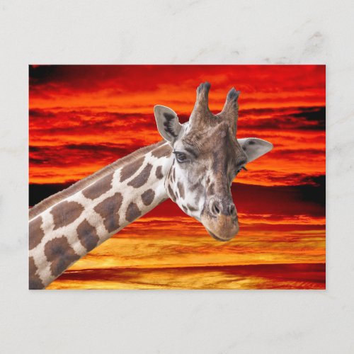 Giraffe Animal Portrait against a Sunset Sky Postcard