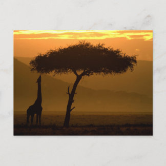 Giraffe at Sunrise Postcard