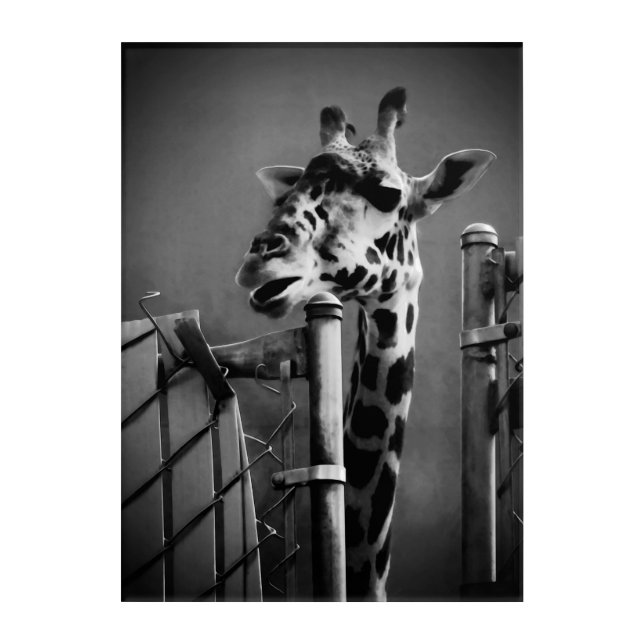 Giraffe behind Fence Black & White Photograph Acrylic Print (Front)