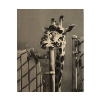 Giraffe behind Fence Black & White Photograph