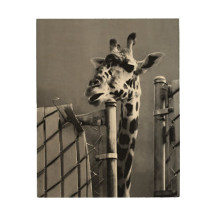 Giraffe behind Fence Black & White Photograph Wood Wall Art