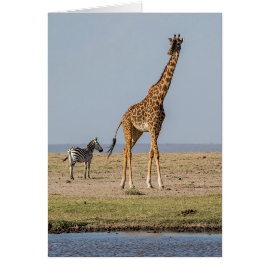Giraffe by a Waterhole Cards (Front)