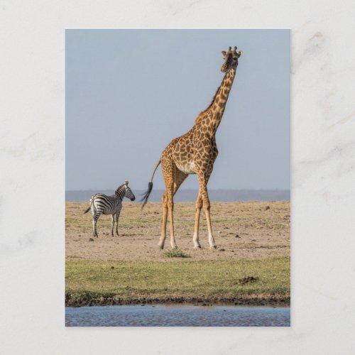 Giraffe by a Waterhole Postcard