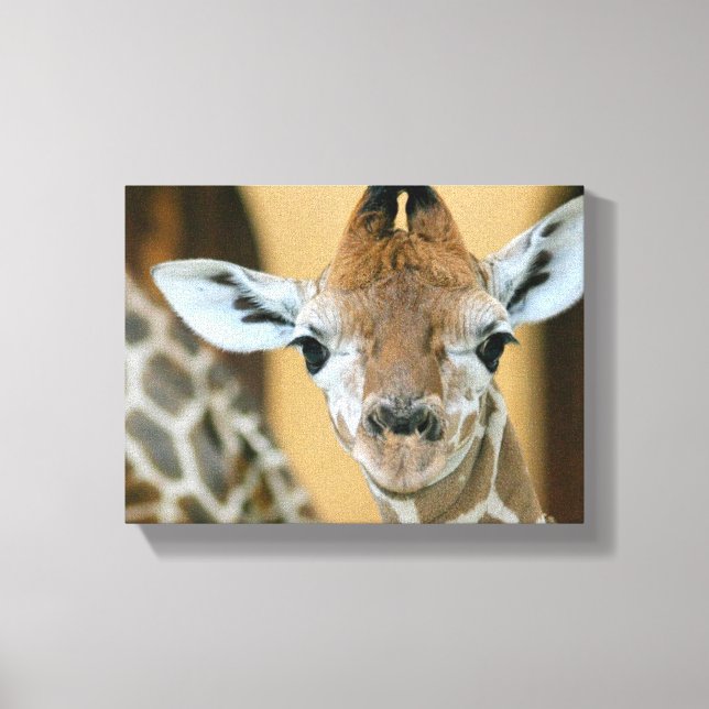 Giraffe Canvas Print (Front)
