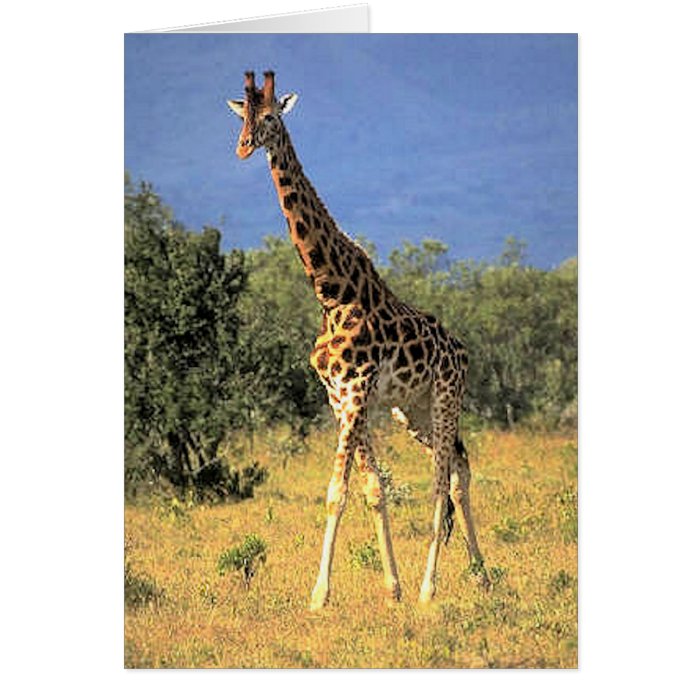 Giraffe Card