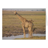 Giraffe Card (Front Horizontal)