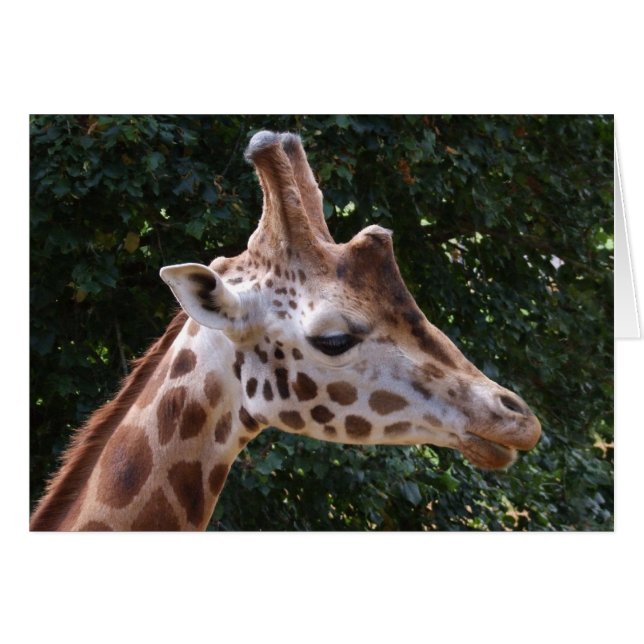 Giraffe Card (Front Horizontal)