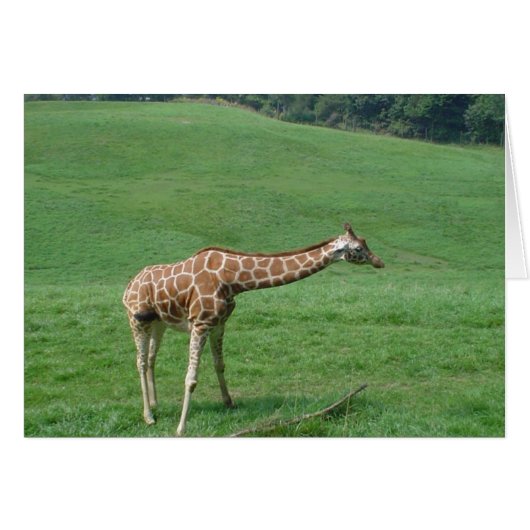 Giraffe Card! Cards (Front Horizontal)