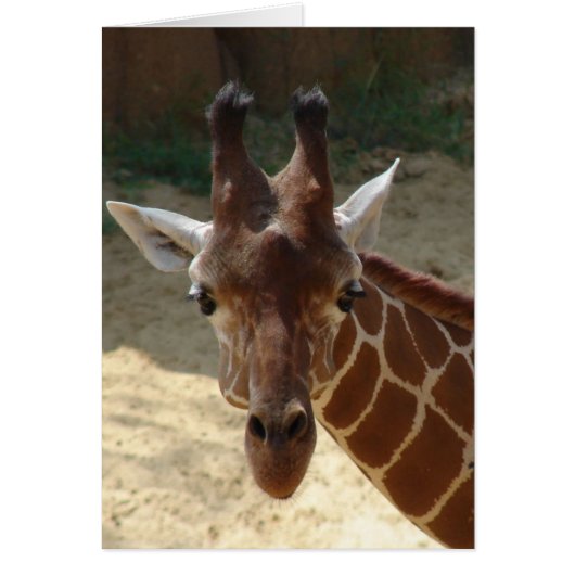 Giraffe Cards (Front)