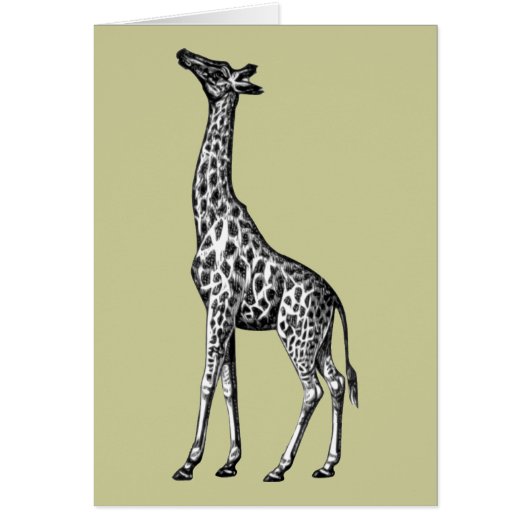 Giraffe Cards (Front)