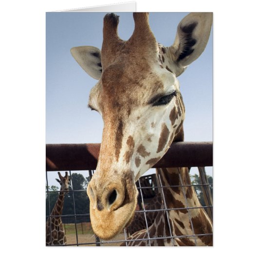 Giraffe Cards (Front)