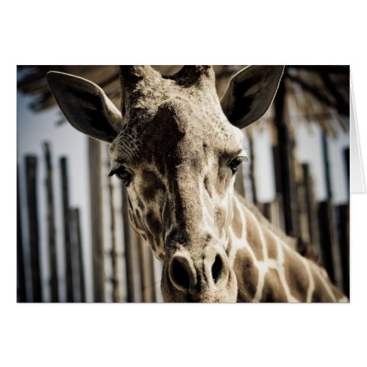 Giraffe Cards (Front Horizontal)