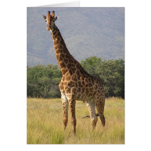 Giraffe Cards (Front)