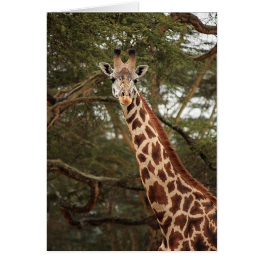 Giraffe Cards (Front)