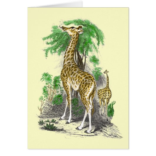 Giraffe Cards (Front)