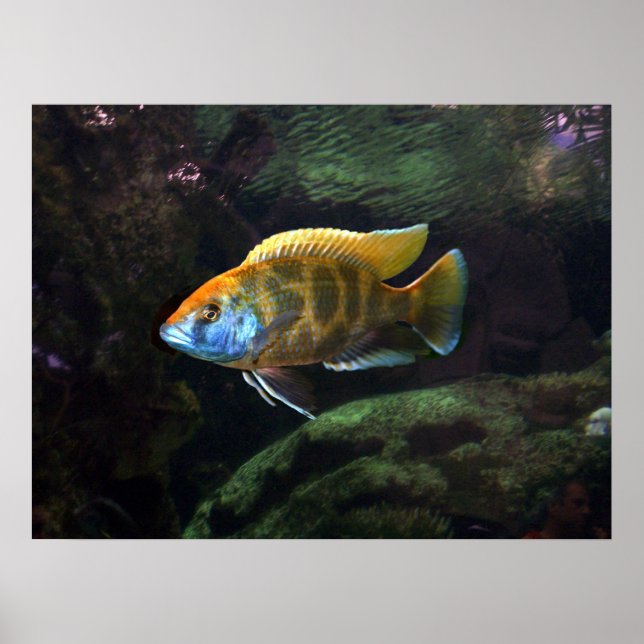 Giraffe  Cichlid Poster (Front)