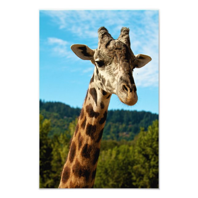 Giraffe Close Up Print (Front)