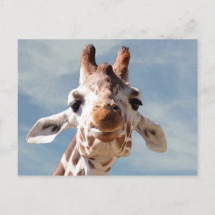 Giraffe Close with Blue Sky Postcard