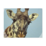 Giraffe Design  Postcards