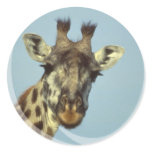 Giraffe Design  Stickers