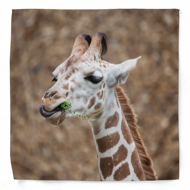 Giraffe Eating Grass Bandana (Front)