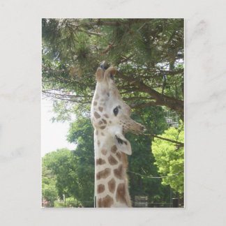 Giraffe Eating Leaf Postcard