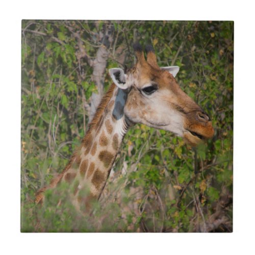 Giraffe Eating Leaves Tile