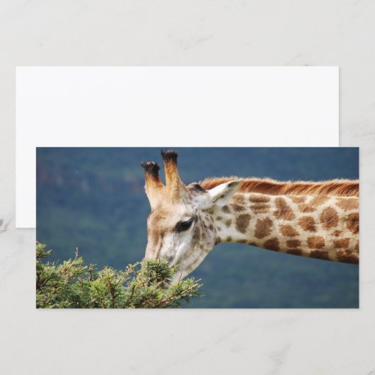 Giraffe eating some leaves (Front/Back)